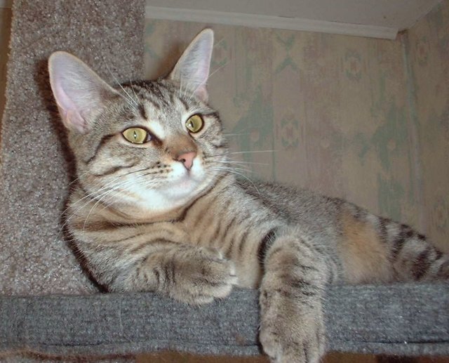 ashleycatnip