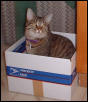 ash box