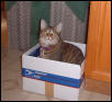 ash n box