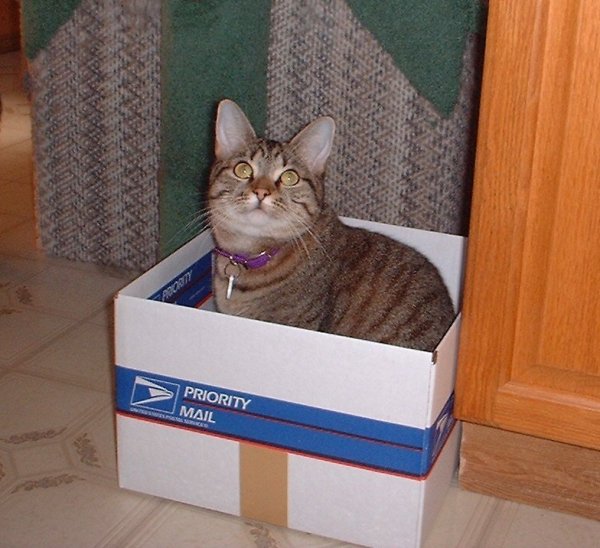 ash n box