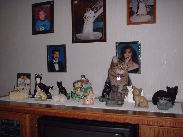 ashleyshelf