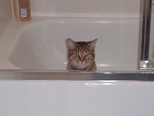 ashleytub