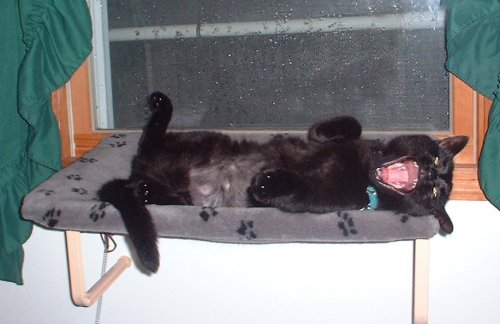 belly2