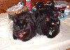 black twins