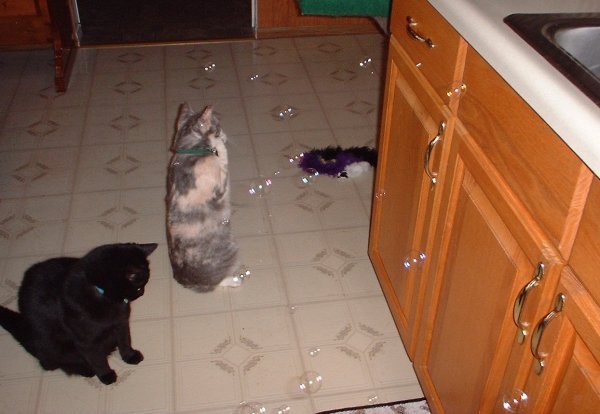 bubbles