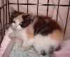 calico