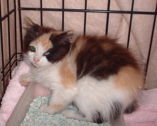 calico