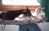 casey and medsy