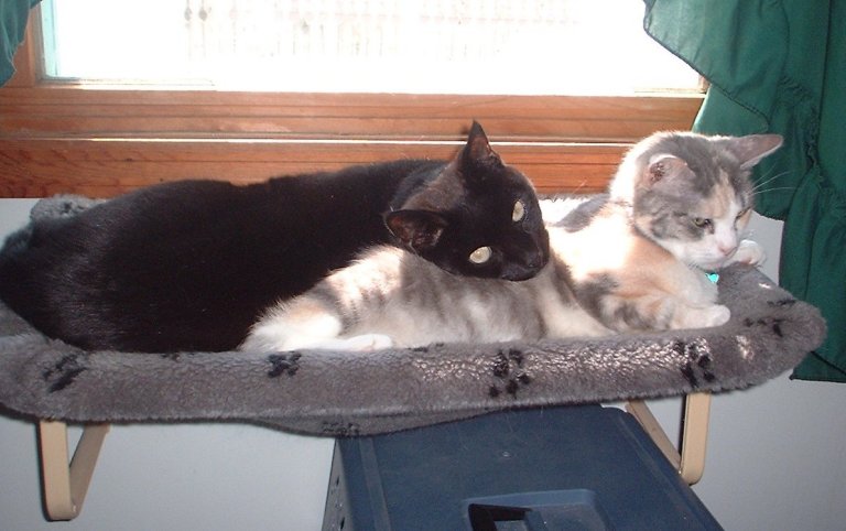 casey and medsy