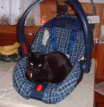 casey carseat
