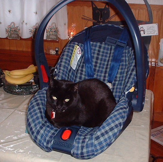 caseycarseat