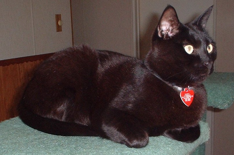 casey handsome