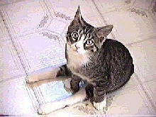 Chancey