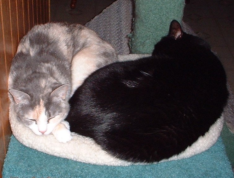 cuddlebunnies