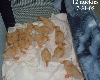 ducks