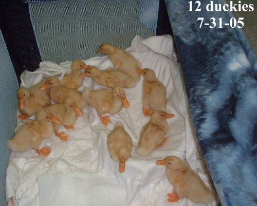 ducks