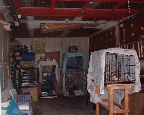 feral hotel