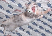 growlyawn