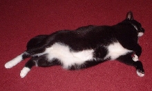 harley fat