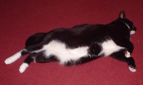 harley fat