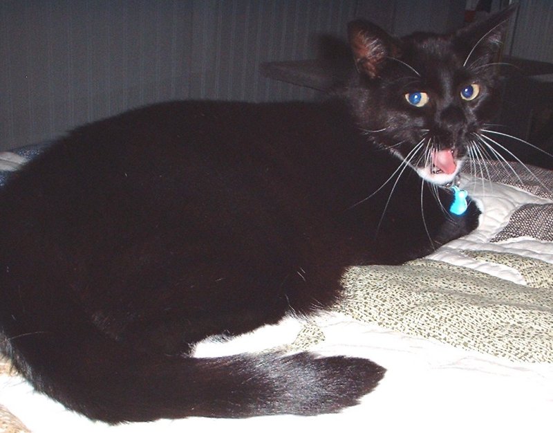 harley tongue