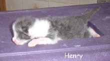 henry