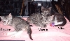 kittens3