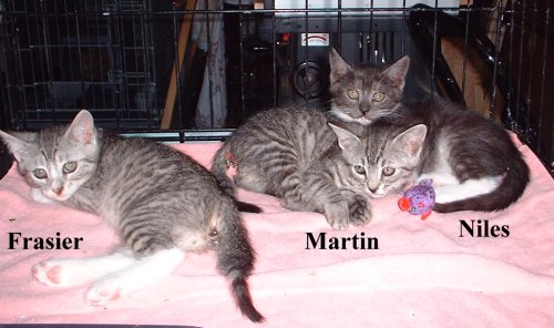 kittens3