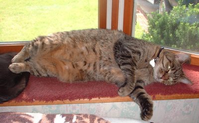 lazy nick