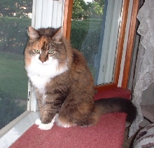 maddiewindow