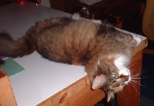 maddie workbench