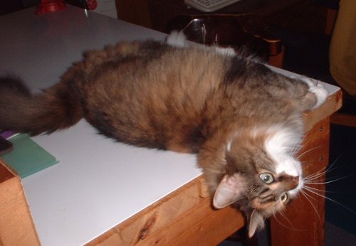 maddie workbench