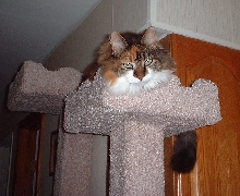 maddiecastle