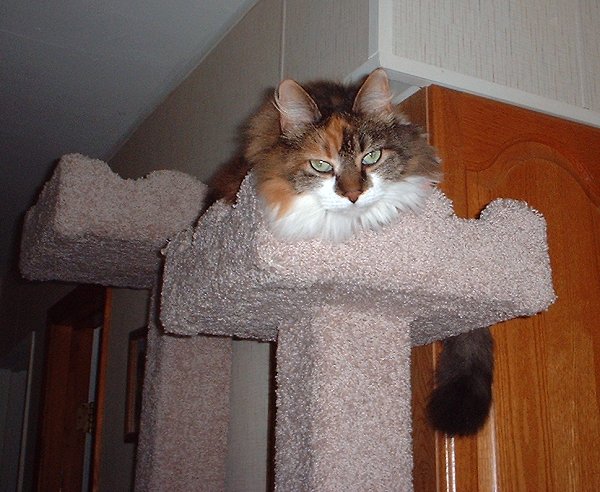 maddiecastle