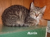 marlin