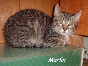 marlin