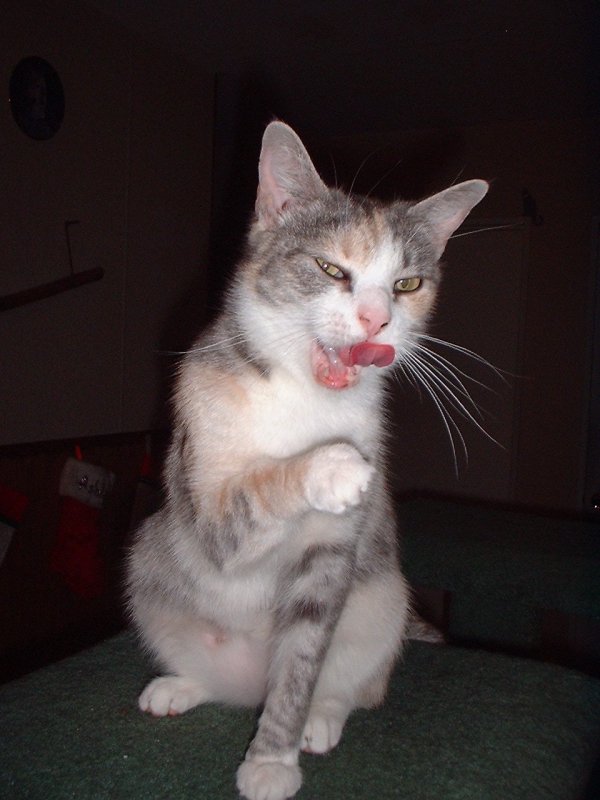 meadow tongue
