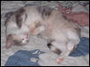 meadowsleep
