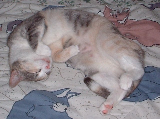 meadowsleep