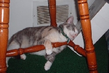 meadsleep