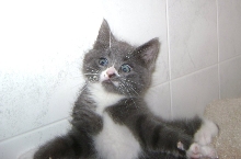 mr meowzer