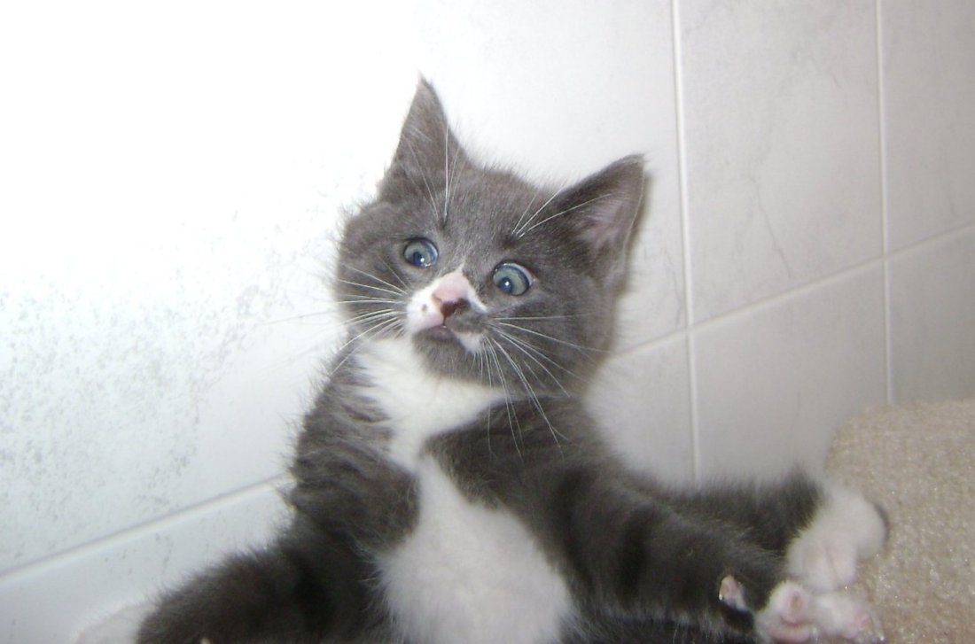 mr meowzer