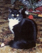 mittens