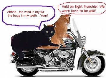 motormunch