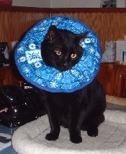 munch collar
