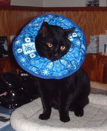 munch collar