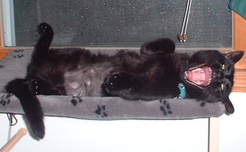 munchbelly