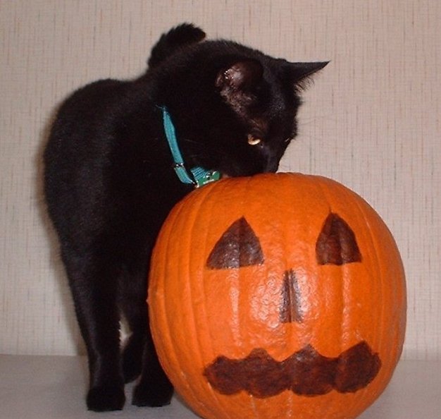munchpumpkin