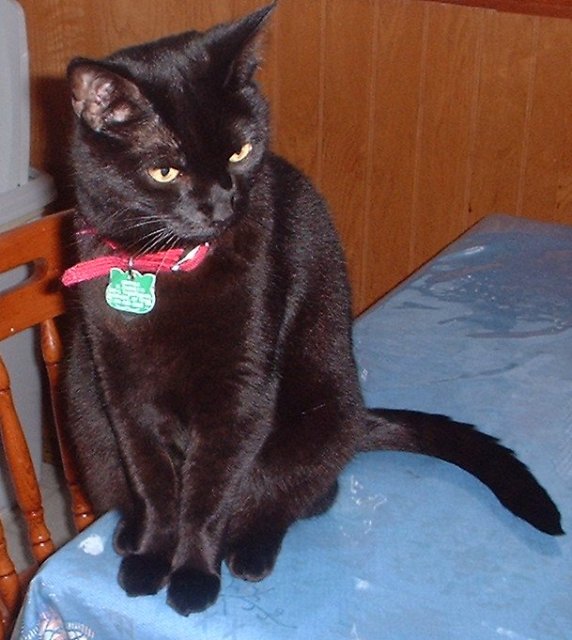 mushacatnip