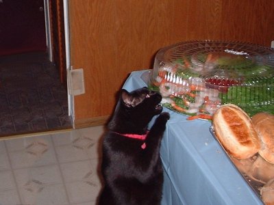 Mushka Shrimp